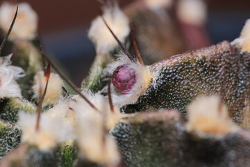 mammillaria mammillaris cactus macro photo