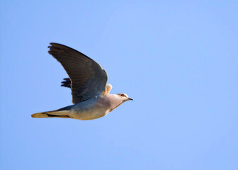 Zomertortel, European Turtle Dove, Streptopelia turtur