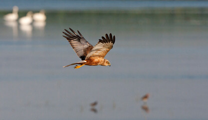 Bruine Kiekendief; Marsh Harrier; Circus aeruginosus