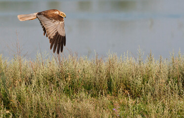 Bruine Kiekendief; Marsh Harrier; Circus aeruginosus