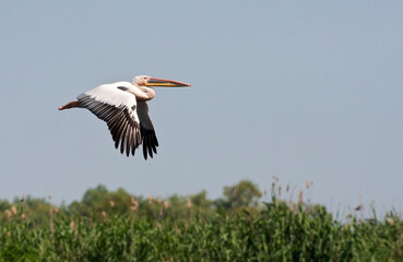 Obraz premium Roze Pelikaan, Great White Pelican, Pelecanus onocrotalus
