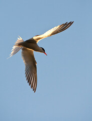 Visdief, Common Tern, Sterna hirundo