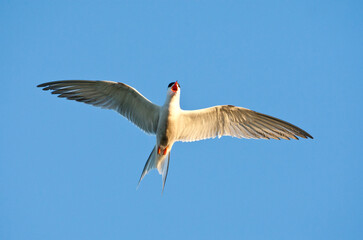 Visdief, Common Tern, Sterna hirundo