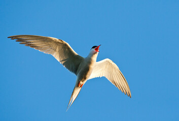 Visdief, Common Tern, Sterna hirundo