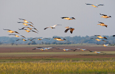 Roze Pelikaan, Great White Pelican, Pelecanus onocrotalus