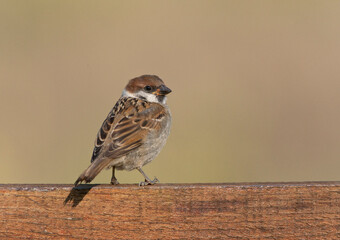 Ringmus, Eurasian Tree Sparrow, Passer montanus
