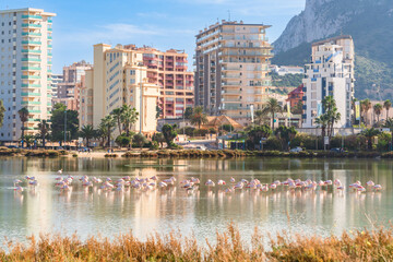 Flamingos in the city. Wild animals in Urban areas. Calp, Spain