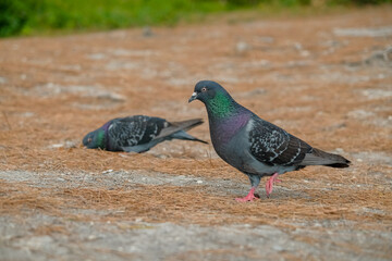 homing pigeon, racing pigeon or domestic messenger pigeon Latin columba livia domestica closeup taking a break from its long flight on a typical pantiled roof in spring in Italy tagged feet visible
