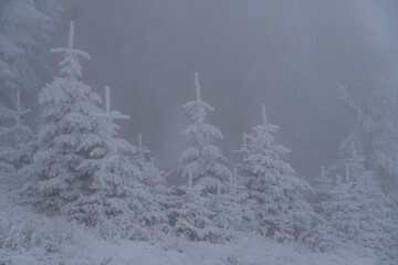 snow covered trees, Postavaru Mountains, Romania 