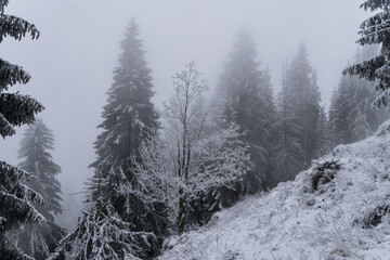 snow covered pine trees, Postavaru Mountains, Romania 