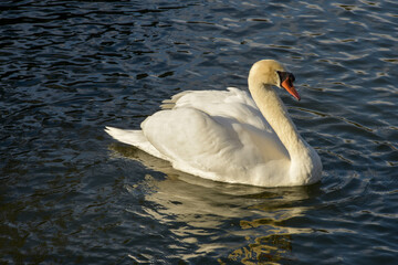 Naklejka premium 松本城お堀を泳ぐ白鳥