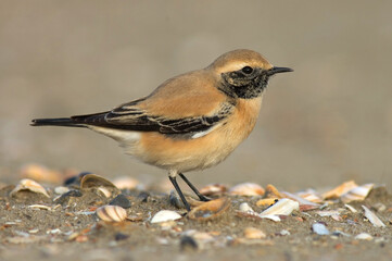 Desert Wheatear, Woestijntapuit, Oenanthe deserti