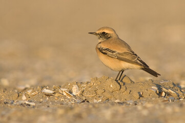 Desert Wheatear, Woestijntapuit, Oenanthe deserti