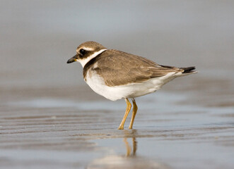 Bontbekplevier, Common Ringed Plover, Charadrius hiaticula