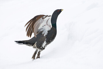 Capercaillie, Auerhoen, Tetrao urogallus
