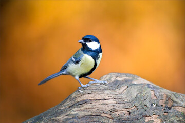 Koolmees, Great Tit, Parus major