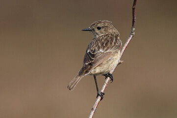 European Stonechat, Roodborsttapuit, Saxicola rubicola
