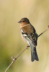 Common Chaffinch, Vink, Fringilla coelebs