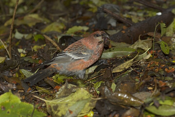 Pine Grosbeak, Haakbek, Pinicola enucleator enucleator