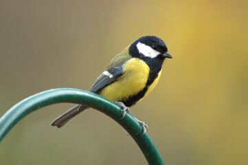 Great Tit, Koolmees, Parus major