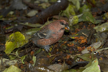 Pine Grosbeak, Haakbek, Pinicola enucleator enucleator