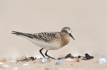 Bairds Strandloper, Bairds Sandpiper, Calidris bairdii