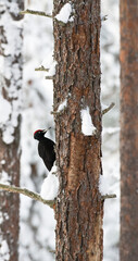 Zwarte Specht, Black Woodpecker, Dryocopus martius