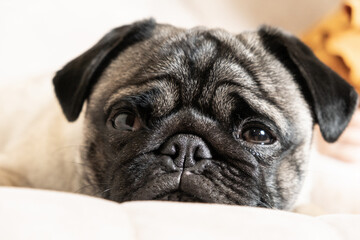 Portrait of a pug close-up head. Care for pugs, their eyes, ears, folds.