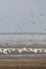 Vogels op Waddenzee, Birds at Wadden Sea