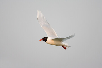 Mediterranean Gull, Zwartkopmeeuw, Larus melanocephalus