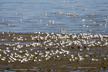 Hoogwatervluchtplaats, tidal mudflats