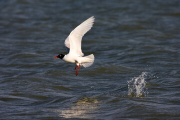 Mediterranean Gull, Zwartkopmeeuw, Larus melanocephalus