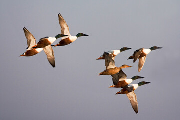 Northern Shoveler, Slobeend, Anas clypeata