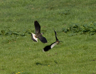 Northern Lapwing, Kievit, Vanellus vanellus