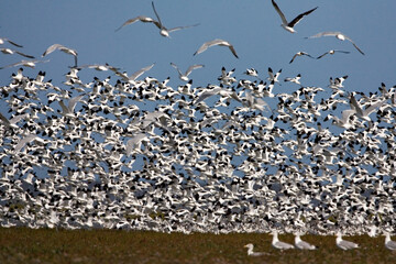 Kluut, Pied Avocet, Recurvirostra avosetta