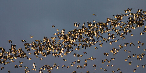 Northern Lapwing, Kievit, Vanellus vanellus