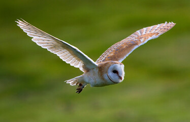 Kerkuil, Barn Owl,Tyto alba