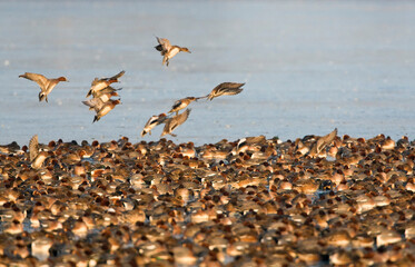 Smient, Eurasian Wigeon, Anas penelope