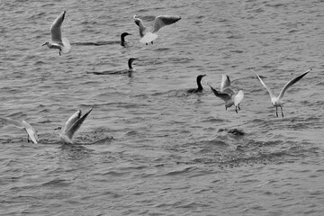 Mouettes et cormorans .