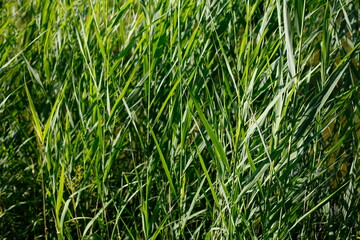 Schilfgras, Hintergrundbild, Deutschland