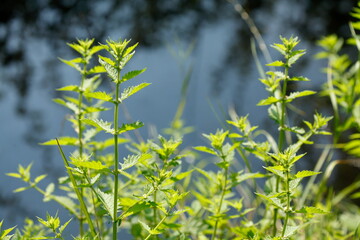 Brennesselblätter, Brennnesseln, Urtica dioica, Deutschland