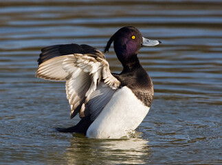 Kuifeend, Tufted Duck, Aythya fuligula