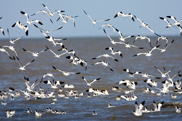 Kluut, Pied Avocet, Recurvirostra avosetta