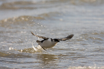 Little Auk, Kleine Alk, Alle alle