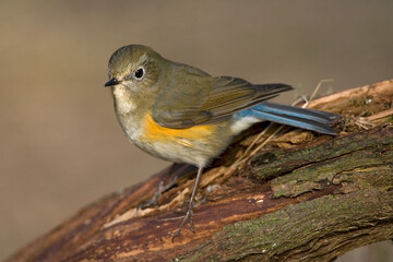Red-flanked Bluetail, Blauwstaart, Luscinia cyanura