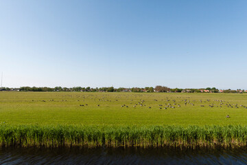 Rotgans, Dark-bellied Brent Goose, Branta bernicla