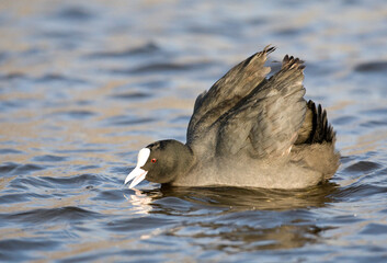 Meerkoet, Eurasian Coot, Fulica atra