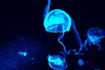 jellyfish in the water