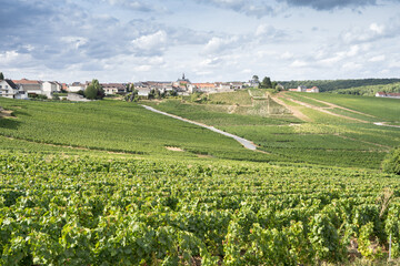 Fototapeta na wymiar Champagne vineyards, France