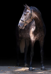 Portrait of a gray horse. Close-up. A thoroughbred horse of the Oryol Trotter breed. Black...